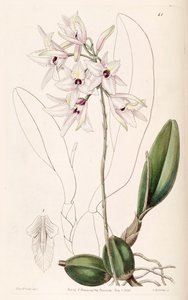 Laelia rubescens by Miss Drake
